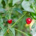 2PPP Chiltepin Pepper Plants Live, Hot Chili Pepper Plants, 4-7'' Tall