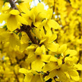 1 Lynwood Gold Forsythia Plant Live, Yellow Forsythia Shrub Golden Bells, in 4" Pot, 6-12" Tall