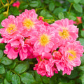 Pink Rose Bushes Ready to Plant, Climbing Roses Live Plants Fragrant, 6-8 Inc Tall in Pot, Year-Round Blooming, Can Grow as Bush or Climber