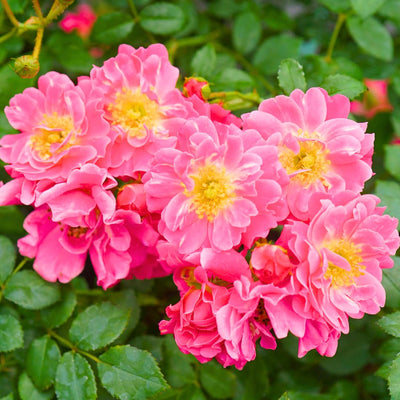 Pink Rose Bushes Ready to Plant, Climbing Roses Live Plants Fragrant, 6-8 Inc Tall in Pot, Year-Round Blooming, Can Grow as Bush or Climber