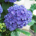 Winter Hardy Purple to Blue to Pink Shades Hydrangea Bush Tree Live Shrub Plant, 6-12" Blue to Smooth Pink to Purple Blooms, Established Roots, Dormant, No Leaf