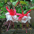 White Red Fuchsia Plants Live, Fuchsia Plants, 3 to 5" Tall Starter Plug, Hardy Perennial Flowers Plant for Planting, Hanging Basket, Colorful Plant