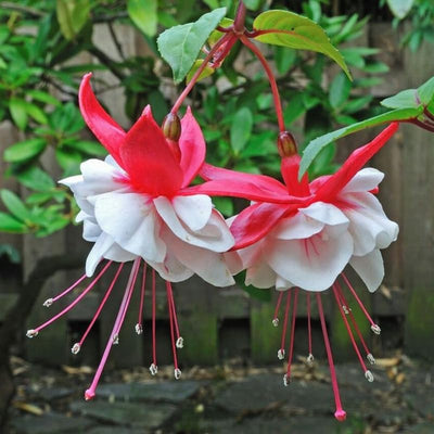 White Red Fuchsia Plants Live, Fuchsia Plants, 3 to 5" Tall Starter Plug, Hardy Perennial Flowers Plant for Planting, Hanging Basket, Colorful Plant