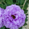 Eustoma Lisianthus Plants Live, Blue Eustoma Lisianthus Plant, 2–3 Inch Well Rooted Plug, Rose Plant for Container, Garden
