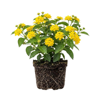 Set 3 Lantana Plants Live, Yellow Lantana Flower Live Plants Well Rooted from 4 Inc in Height