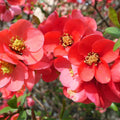 Quince Flowering Tree Live Plant, Double Orange Quince Flower Plant Live, 4 Inc Potted Shrub Bush Plant