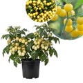 White Tomato Cherry Live Plant in 4 Inch Pot, Sweet Tomato Cherry Plants Live 8-10 Inch Tall, Seedling Vegetable Plant for Planting Outdoor Garden
