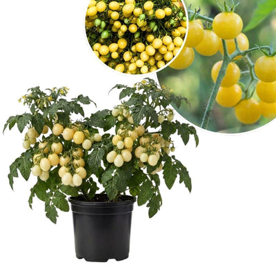 White Tomato Cherry Live Plant in 4 Inch Pot, Sweet Tomato Cherry Plants Live 8-10 Inch Tall, Seedling Vegetable Plant for Planting Outdoor Garden