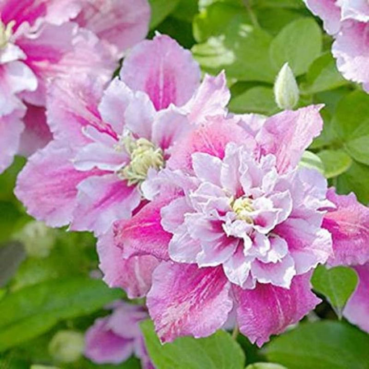 Clematis Vine Plants Live in Pot, 8 Months Old Seedlings Climbing Flowering, Outdoor Trellis Fences, Cold Hardy (Purple Pink Clematis)