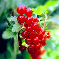 Red Currant Bush Live, Red Currant Plant Live 5-9 Inch Tall, Currant Berry Fruit Tree Well Rooted