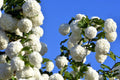 Viburnum Plant Live, Snowball Bushes Plant, 6 to 8 Inc Tall, Snowball Live Plant in 4 Inches Potted, Outdoor Planting
