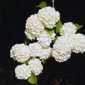 Viburnum Plant Live, Snowball Bushes Plant, 6 to 8 Inc Tall, Snowball Live Plant in 4 Inches Potted, Outdoor Planting