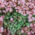 Blue Sedum Plant Live, Sun Succulent Live Plant Creeper 2.5 Inch Container, Moss Sedum Ground Cover