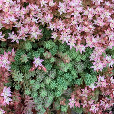2 Blue Sedum Plants Live for Planting, Sun Succulent Live Plant Creeper 2.5 Inch Pot, Moss Sedum Ground Cover