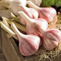 Pack 1 Pound, Mixed Garlic Bulbs for Planting, Hardneck Softneck Garlic Bulbs, for Gardening Outdoors