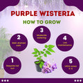 Purple Wisteria Tree Live Plant Well Rooted in 4 Inch Pot, Fragrant Wisteria Flowers for Outdoor Planting, 4 to 7 Inches Height