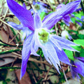 15 Blue Clematis Seeds for Planting, Clematis Vine Seeds Clematis Flowers, Clematis Seeds Perennial