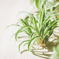 Curly Spider Plant Live 4 Inch Pot, Trailing Spider Vine Houseplant Live Indoor Planting (Green Spider)