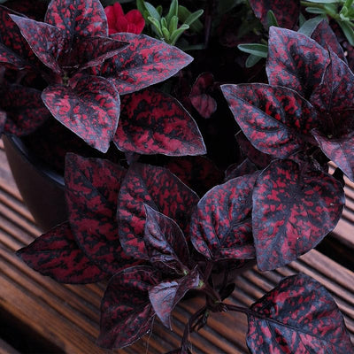 Red Polka Dot Plant Live, Polka Dot House Plant Grow in 3 Inches Pot