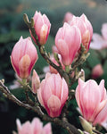 Magnolia Tree Live Plant for Planting, Magnolia Flowers Bush 6 to 12 Inches Height, in Pot, Fragrant Magnolia Shrub (Saucer Magnolia)