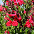 2 Hot Lips Sage Salvia Live Plant Herb in 1 Pot, Bicolor Blooms Salvia Sage Bush, Turn Red on Summer, Sage Shrub Grow Indoors Outdoor, 5 to 10 Inc Tall