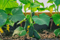 4 Cucumber Plants Live, Marketmore 76 Cucumber Live Plant for Growing, 4 Inc Pot, Live Vegetable Plants for Gardening Outdoors Indoors, 6 Inc to 8 Inc Tall