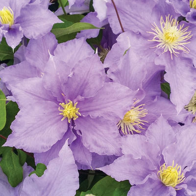 Clematis Vine Plant Live for Planting, Clematis Plants Live, 4 to 6 Inch Tall, 2.5 Inc Pot Well Rooted, Clematis Seeds Perennial, Lavender Purple