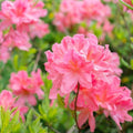Pink Azalea Rhododendron Plant Live in 4 Inch Pot, Azalea Rhododendron Bush Shrub Bonsai Bloom in Spring, Late Summer, Fall Rebloom