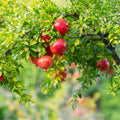 Live Pomegranate Tree, Pomegranate Tree Plant, 6-8 Inch Tall Live Sweet Pomegranate Fruit Plant, Red Fruits, Well Rooted Fruit Trees Plants for Outdoor Growing