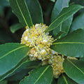 Bay Leaf Live Plant, 5-8 Inch Tall Bay Laurel Herb Plant, Culinary Herb for Garden, Patio, and Container Growing, No Pot, in Soil