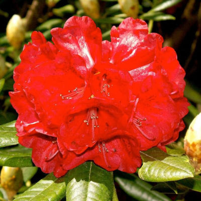 Big 1 Gallon Rich Red Rhododendron Plants Live, 1-3 Years Old Azalea Plants Live Shrubs Bushes for Planting, Very Well Rooted