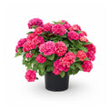 Pink to Deep Red Hydrangea Flower Plant Live 4" Pot, Hydrangea Shrub Flower Plants for Outdoor or Indoor Planting, Change Color Perennial Plant