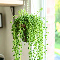 String of Pearls Plant Live, Trailing Succulent Vine, Rare Live Indoor Plant in Pot