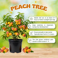 Sweet Peach Tree Live Plant, Cold Hardy Peach Tree, 1-2 Ft Tall