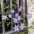 Purple White Clematis Live Plant in 2.5" Pot, Flowering Climbing Clematis Vine Starter for Outdoor Garden and Trellis, Well Rooted