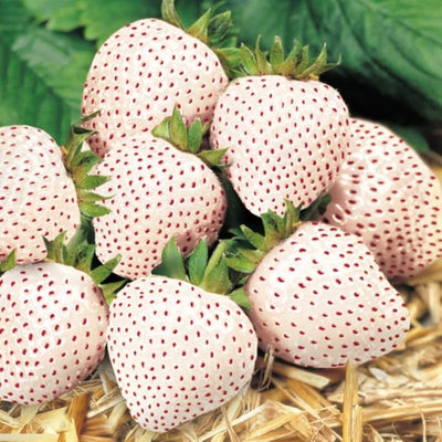 10 White Carolina Pineberry Strawberry Plants Plants Bareroots, Pineapple Strawberry Flavor