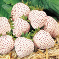 10 White Carolina Pineberry Plants Bareroots, Pineapple Strawberry Flavor, White Strawberry Plants Roots