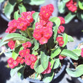 Red Crown of Thorns Plant Live, Euphorbia Plants Live, Euphorbia Milii Plant Live, Cactus Plants Live Houseplants, 4" Pot