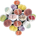 30 Rare Lithops Succulents Plants Live, Multicolor Lithops Live Plants Living Stone for Indoor Gardens