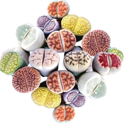30 Rare Lithops Succulents Plants Live, Multicolor Lithops Live Plants Living Stone for Indoor Gardens