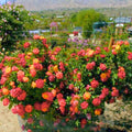 Golden Orange Yellow Roses Plant Live, Multi Color Blooms Rose Bushes Shrubs Live Plant, Orange Gold Rose for Planting, Starter Size, 4 to 10 Inc Tall