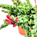 Random Lipstick Plans Live Houseplants in Pot, Aeschynanthus Red Flower Vine Décor Office, Desk Indoor Outdoor Growing