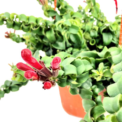 Random Lipstick Plans Live Houseplants in Pot, Aeschynanthus Red Flower Vine Décor Office, Desk Indoor Outdoor Growing