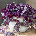 2 Zebrina Wandering Jew Plants Live Houseplants, Rooted Cuttings Tradescantia Live Plant for Décor, Fast-Growing and Easy to Grow, Starter Size