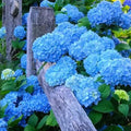 Well-Rooted Hydrangea Live Plant in 2.5 Inch Pot, Hydrangea Tree Shrub Bush Perennial Outdoor Planting (Bigleaf Blue)