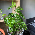 Monstera Adansonii Swiss Cheese Plant, Monstera Plants, Swiss Cheese Vine Plant for Growing Indoor Outdoor Garden Houseplant, 4 Inch Pot
