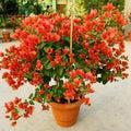 6"-10" Orange Bougainvillea Plant Live for Planting