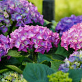 Deep Purple Blue to Red Pink Flower Hydrangea Plant Live 4" Pot, Hydrangea Shrub Flower Plants for Outdoor or Indoor Planting, Change Color Perennial Plant