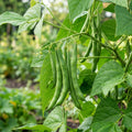 2 Bush Bean Plants Live, Green Bean Plant Live for Planting, 3-5 Inc Tall