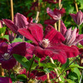 Red Clematis Live Plant in 2.5" Pot, Flowering Climbing Clematis Vine Starter for Outdoor Garden and Trellis, Well Rooted
